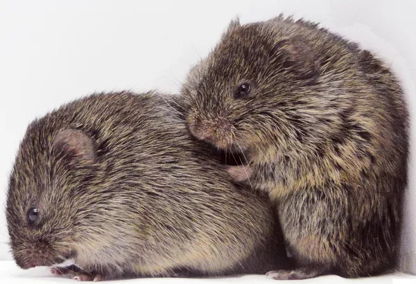 � EurekAlert!/Emory University