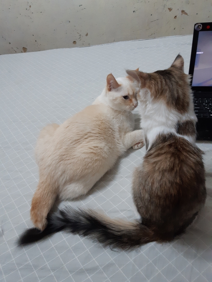 ����� ��� - ����������, ��������������, ���� ���.