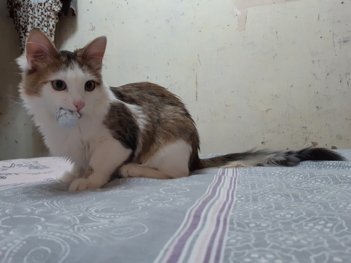 ������� �� ������ ��������, ��� �������