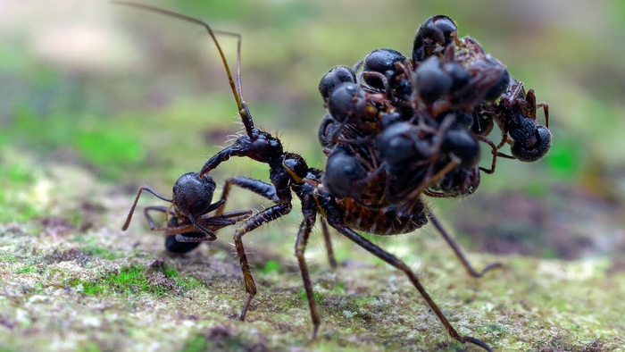 6 опасных насекомых в России, которые могут испортить путешествие