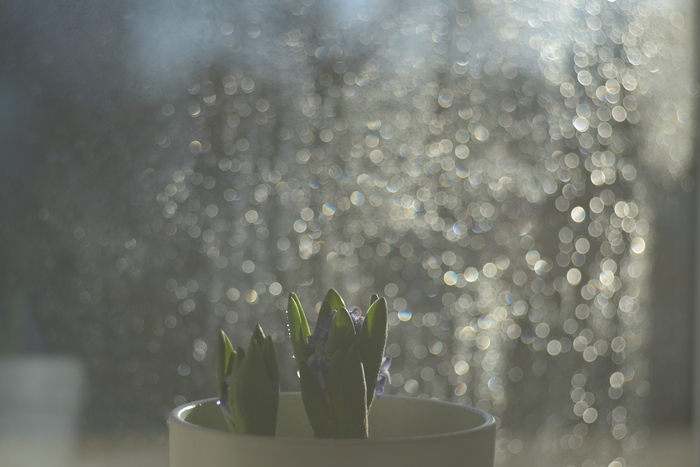 меер оптик горлиц 100 f/2.8