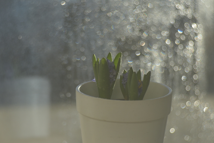 меер оптик горлиц 100 f/2.8