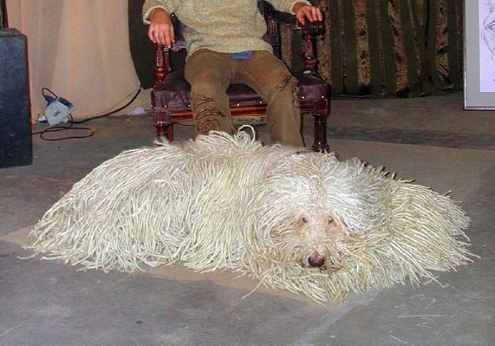 А некоторым породам никакой груминг не нужен. Например, собаки, чья шерсть укладывается в дреды, не сбрасывают шерсть. Весь выпавший волос сам закручивается в «косички». Хозяину нужно лишь расплетать их на отдельные дреды.