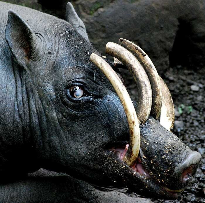 Да, вы всё правильно увидели. Верхние клыки бабируссы растут прямо из носа.