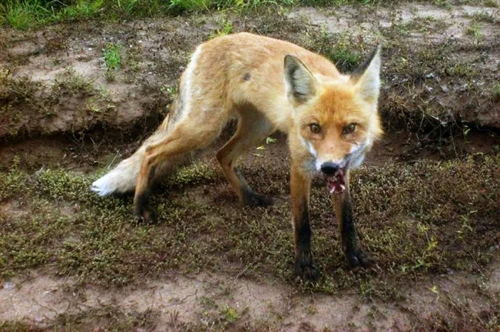 Животные, страдающие от бешенства, становятся крайне общительными. У них пропадает чувство страха перед человеком. Именно поэтому не стоит приближаться и тем более гладить диких зверей!