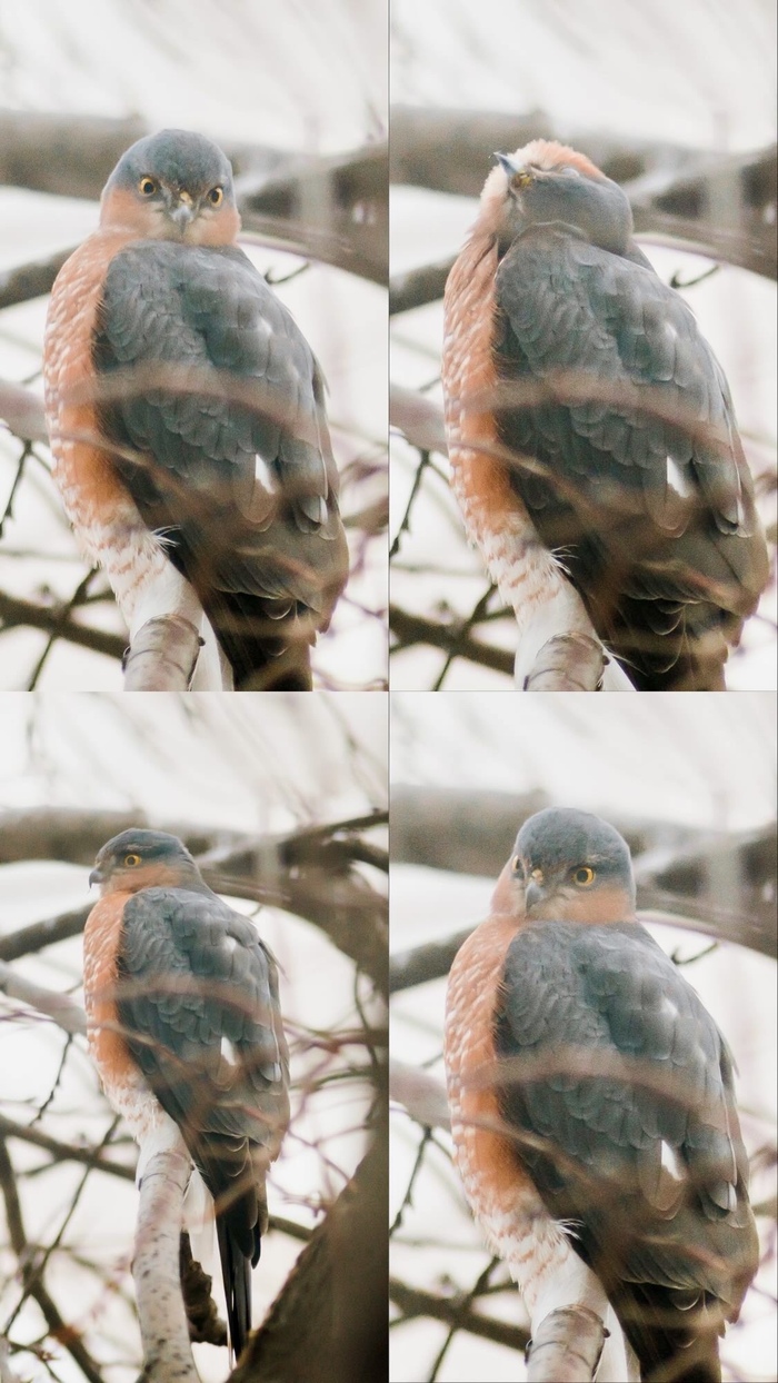 Шакалистые фото через стекло, но как близко!