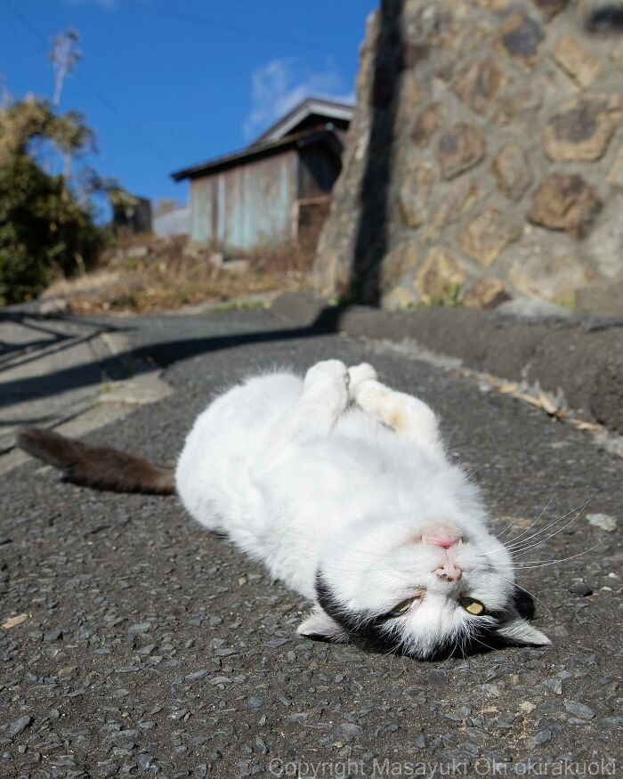 Источник: <!--noindex--><a href="https://pikabu.ru/story/neskolko_foto_koshek_s_tokiyskikh_ulits_11202467?u=http%3A%2F%2Ftwitter.com%2Fokirakuoki&t=twitter.com%2Fokirakuoki&h=256e9e053a43f08444f4ccda1dfd39c0c4ee51a8" title="http://twitter.com/okirakuoki" target="_blank" rel="nofollow noopener">twitter.com/okirakuoki</a><!--/noindex-->