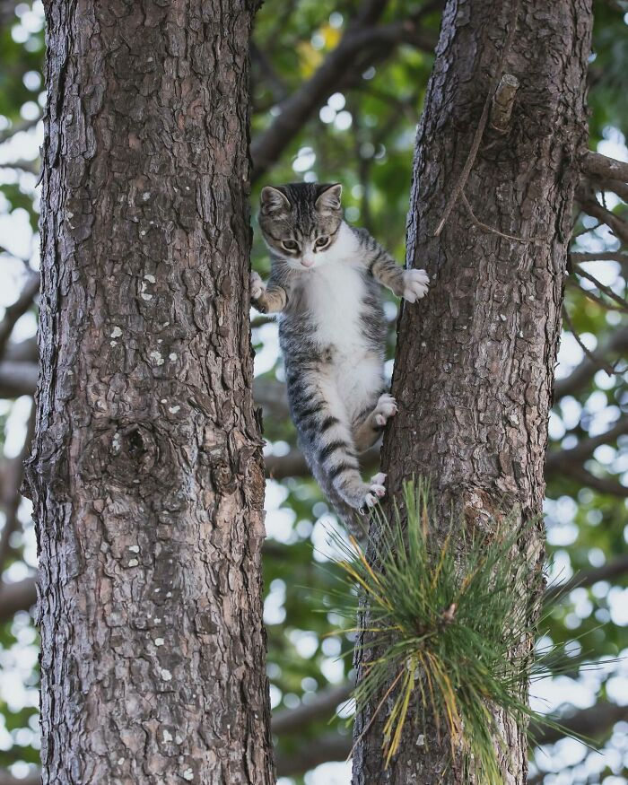 Источник: <!--noindex--><a href="https://pikabu.ru/story/neskolko_foto_koshek_s_tokiyskikh_ulits_11202467?u=http%3A%2F%2Ftwitter.com%2Fokirakuoki&t=twitter.com%2Fokirakuoki&h=256e9e053a43f08444f4ccda1dfd39c0c4ee51a8" title="http://twitter.com/okirakuoki" target="_blank" rel="nofollow noopener">twitter.com/okirakuoki</a><!--/noindex-->