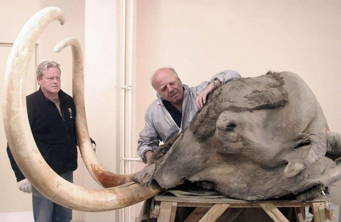 Это юкагирский мамонт. Его нашли осенью 2002 года в Якутии. До сих пор он считается одной из самых целостных находок!