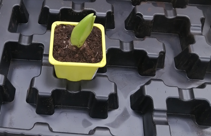 8 Марта перспективные цветы