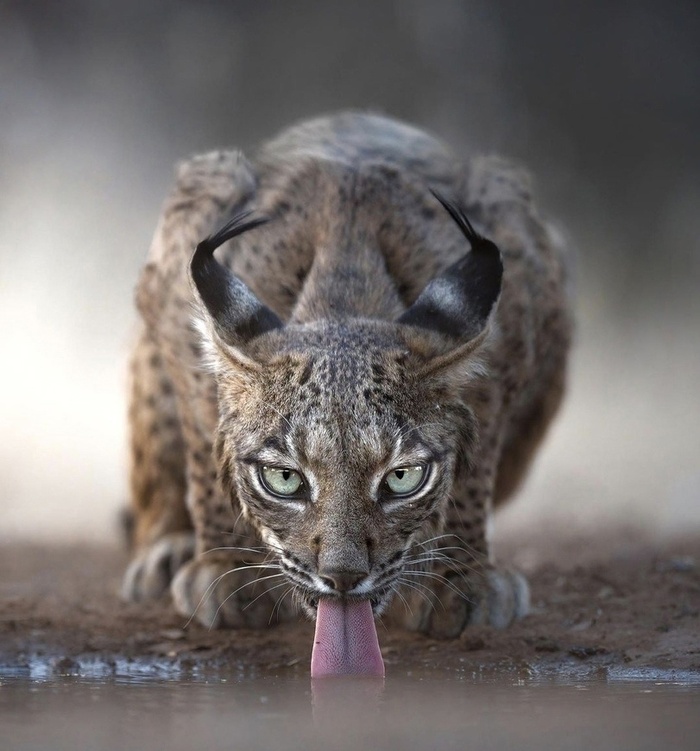 Прям фотомодель