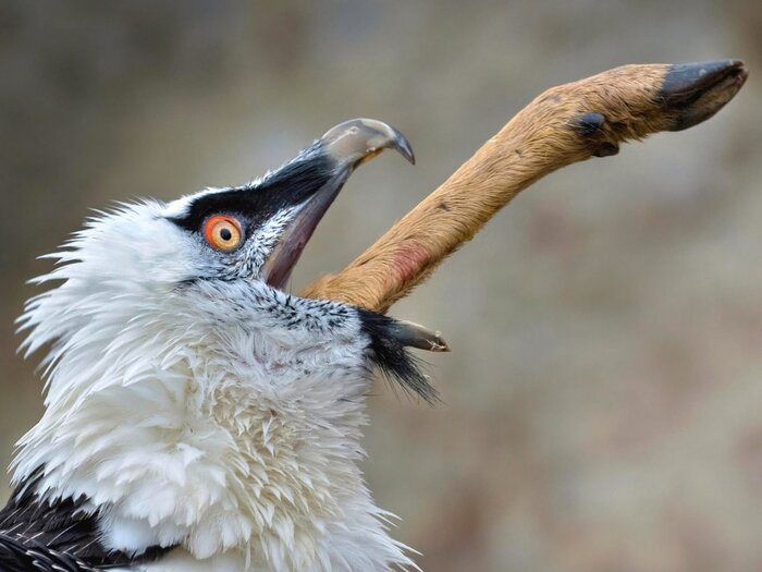 Сожрал без закуски