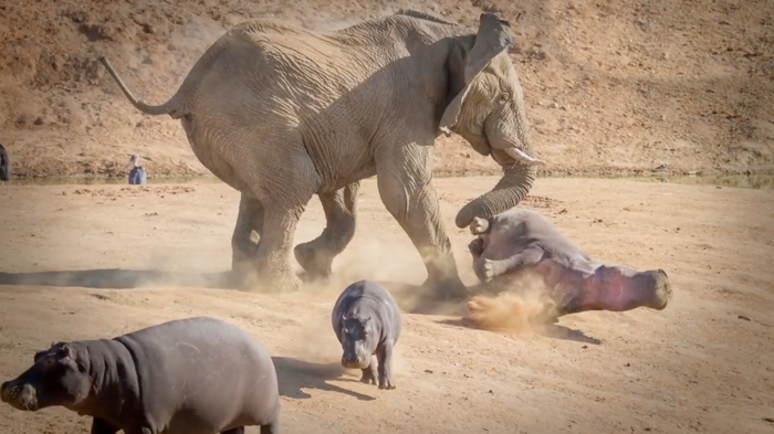 В своей ярости бегемоты иногда заходят слишком далеко.