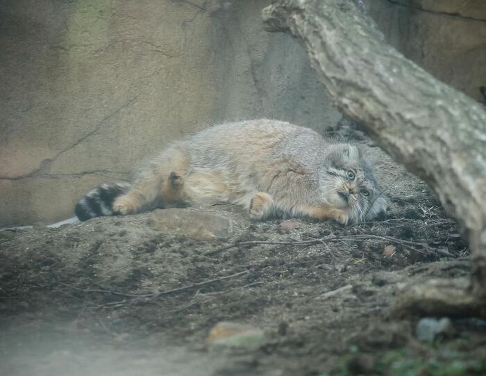 Похоже у Полли бессонница