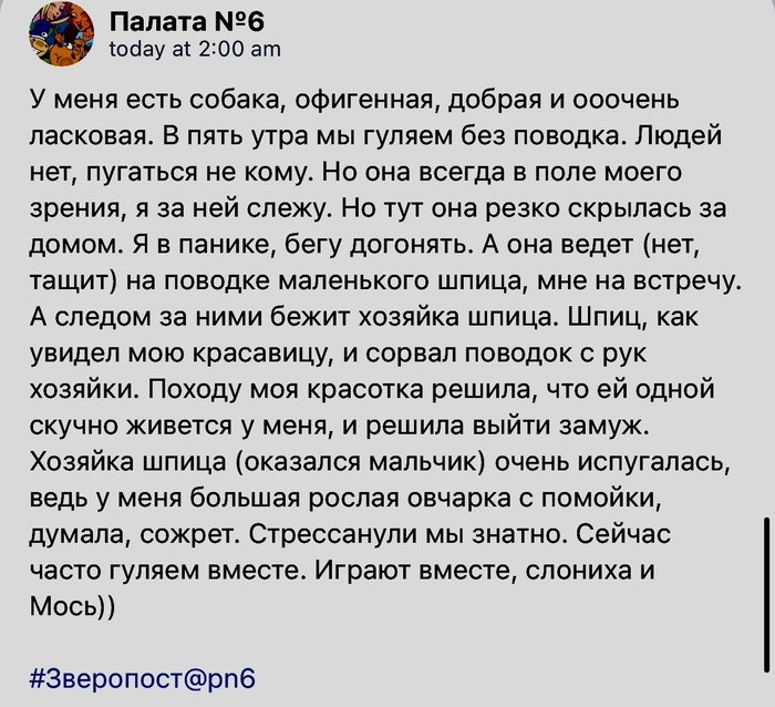 Слониха и мось