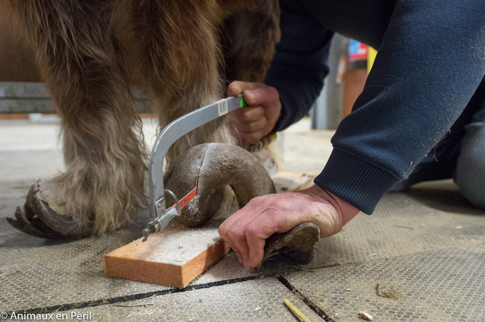 Лена, тут пилочкой не справиться! Тащи бензопилу!