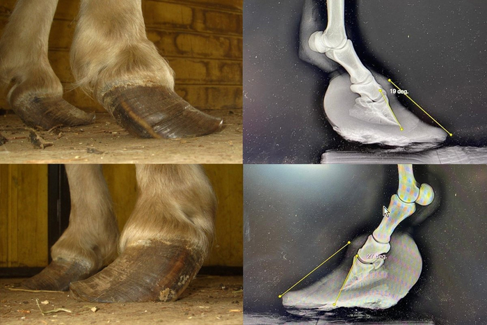 На рентгеновских снимках сразу видно, насколько разросшийся копытный рог больше костей самого копыта.