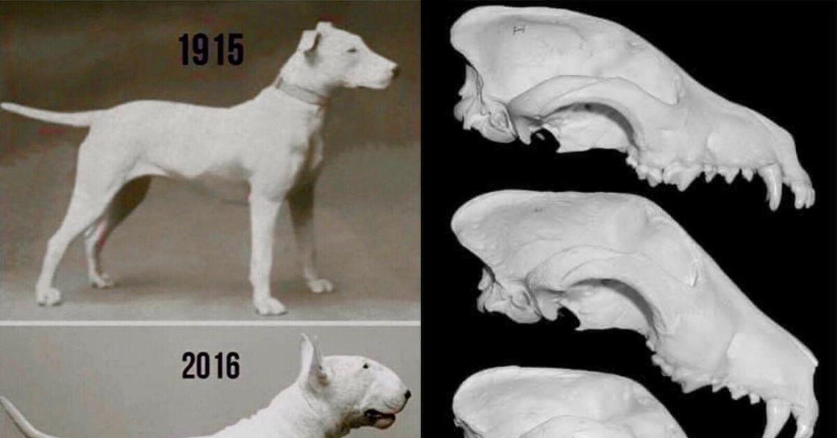 Вырождение породы. Эволюция пород собак за 100 лет. Овчарка 100 лет назад и сейчас. Вырождение породы. Немецкая овчарка эволюция породы.
