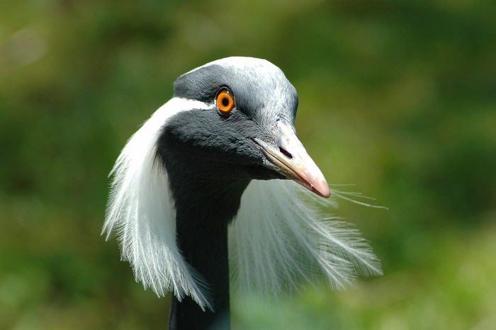 Фото на паспорт