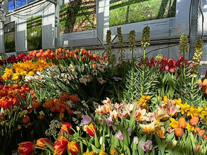 аптекарский огород