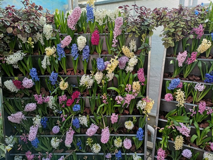 гиацинты всех цветов