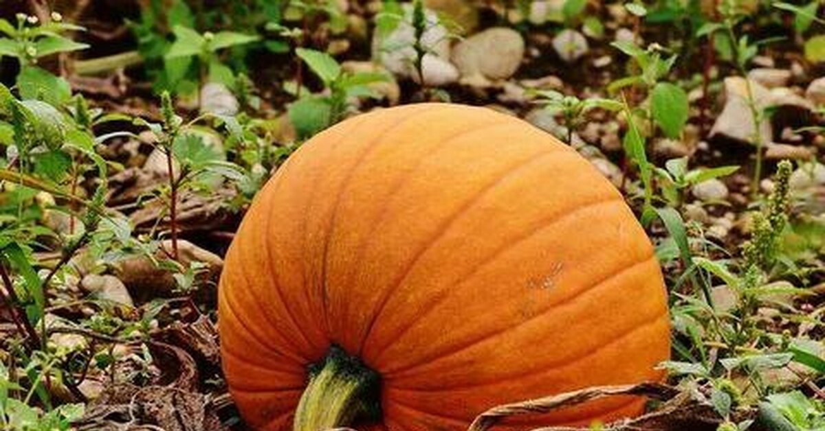 Orange pumpkin. Тыква крупноплодная Хэллоуин. Тыква Сибель. Тыква Jarrahdale. Тыква Хаббард.