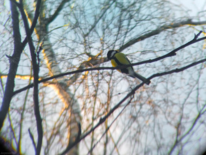 ���� �����-�� ������ �������