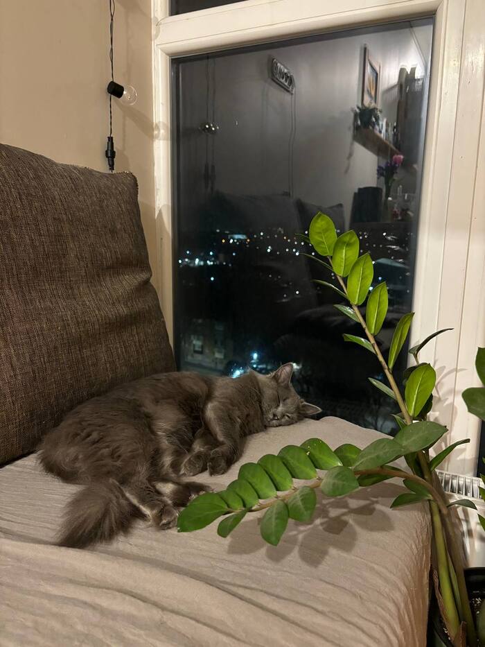 Ростов-на-Дону! Юная кошка ищет хозяина | Пикабу