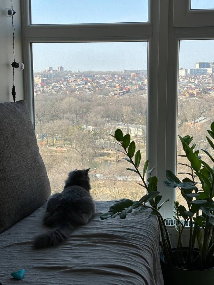 Ростов-на-Дону! Юная кошка ищет хозяина | Пикабу