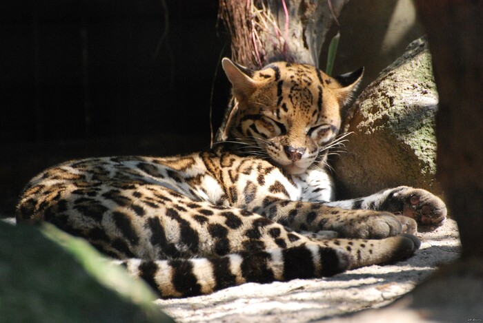 Время кемарить