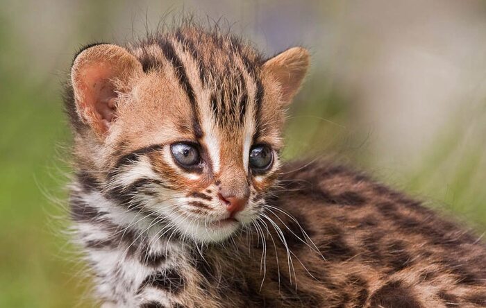 Детёныш Оцелота
