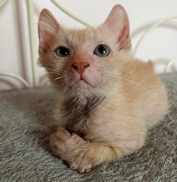 Сейчас ликои выводятся не только чёрного, но и других окрасов. Например, белого или персикового.