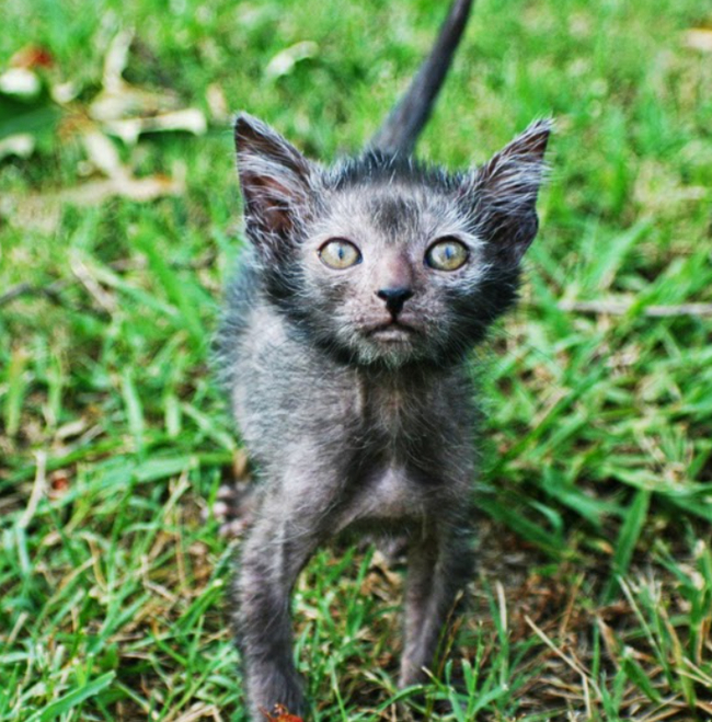 Мурзик, фас! Напугай их как следует!