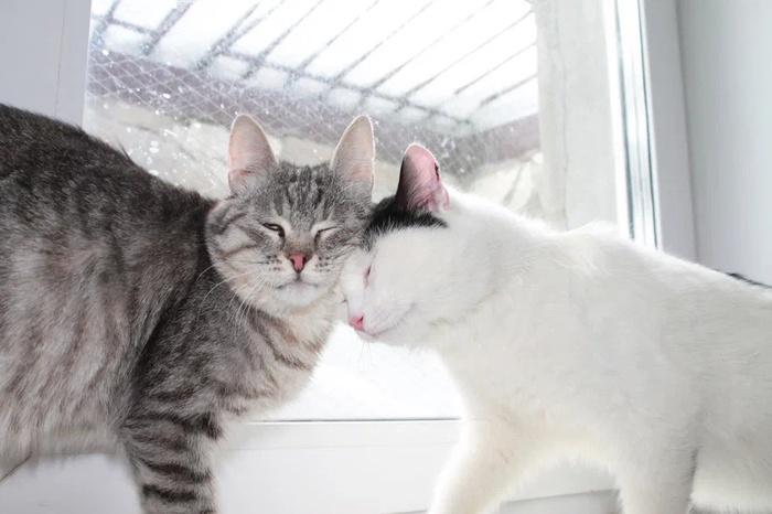 "Комсомолочки" из приюта <a href="https://pikabu.ru/story/prodolzhenie_posta_sila_pikabu_sos_perm_i_permskiy_kray_okolo_40_koshek_obrechennyikh_na_muchitelnuyu_smert_nuzhdayutsya_v_perederzhkakh_srochno_11213636?u=https%3A%2F%2Fvk.com%2Fpriutikota&t=%D0%9B%D0%B0%D0%BF%D0%BA%D0%B8-%D0%A6%D0%B0%D1%80%D0%B0%D0%BF%D0%BA%D0%B8%20%D0%9F%D1%80%D0%B8%D1%8E%D1%82%20%D0%B4%D0%BB%D1%8F%20%D0%BA%D0%BE%D1%88%D0%B5%D0%BA%20%28vk.com%29&h=f86598cf104f6ffc9fd2acaace0b19d68169f48d" title="https://vk.com/priutikota" target="_blank" rel="nofollow noopener">Лапки-Царапки Приют для кошек (vk.com)</a>