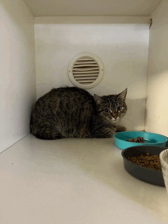 Кошка Пепита. Возраст до 2 лет, визуально здорова, не стерилизована. Стресс после переезда, трусит но не агрессивная.