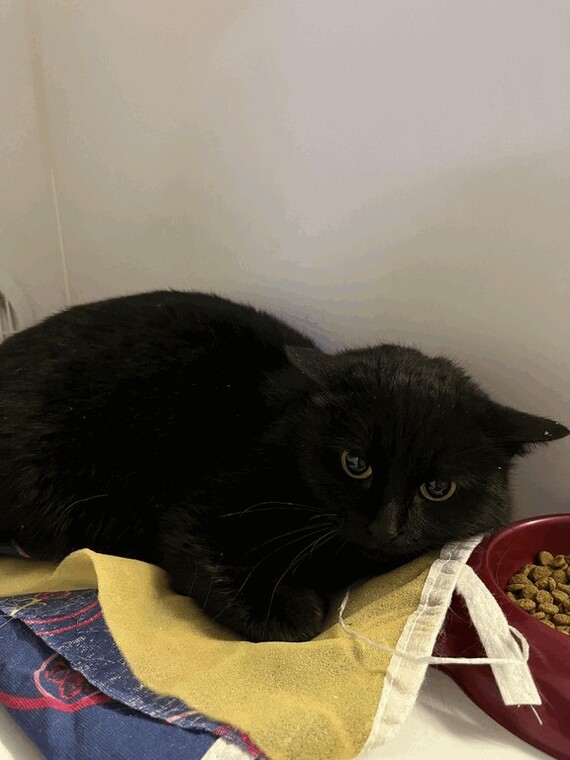 Кот Габардин, возраст до 3 лет, визуально здоров, ласковый трусишка, не кастрат