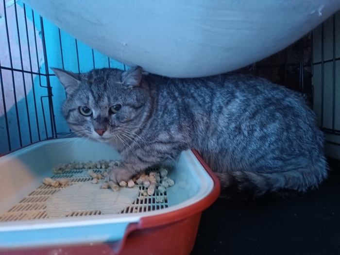 Один из котов с предприятия в ожидании вывоза