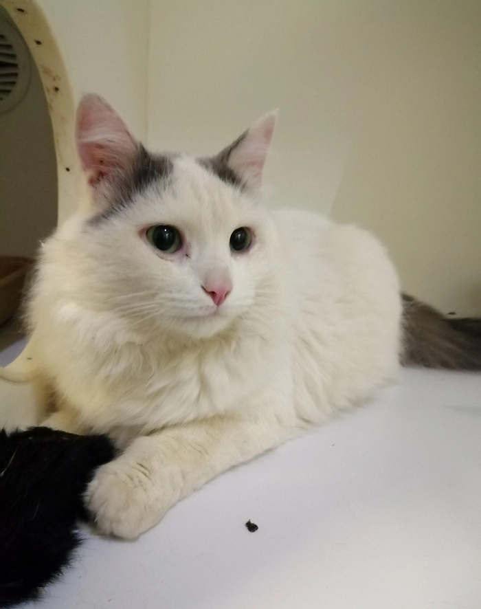 Кот Кевлар. Артистичный, разговорчивый, ласковый, возраст 2-3 года. Немного слезятся глаза, пока не кастрат