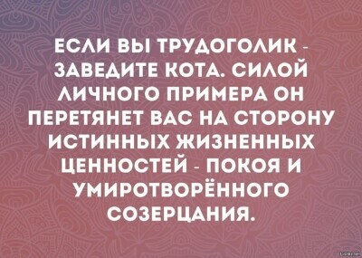 В любой непонятной ситуации заведите кота | Пикабу