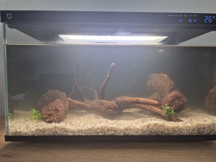 Текущий печальный видочек