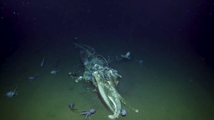 Этот кит находится под властью осьминогов. Найдите себе другого.