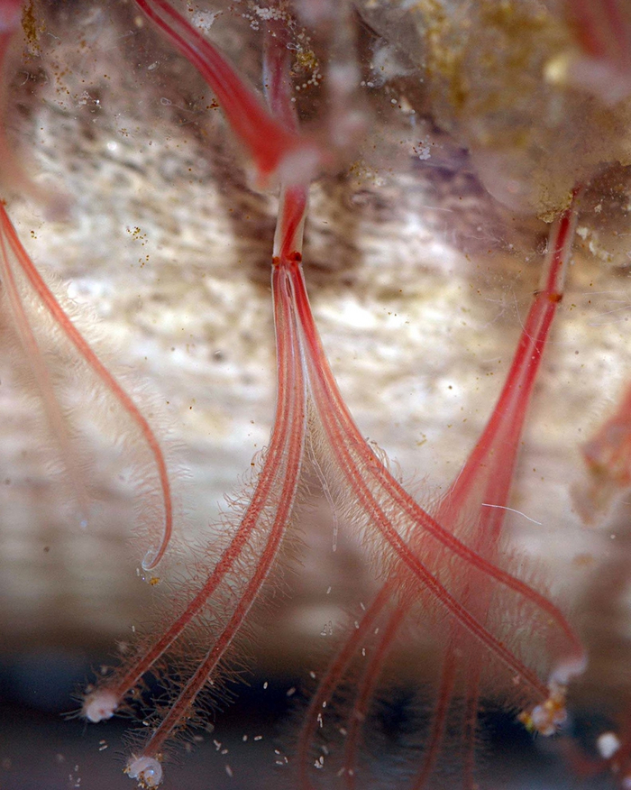 Костяные червячки во всей красе.