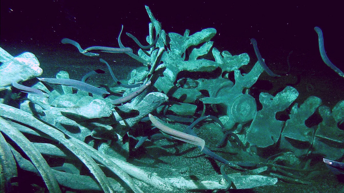 Остатки пиршества.