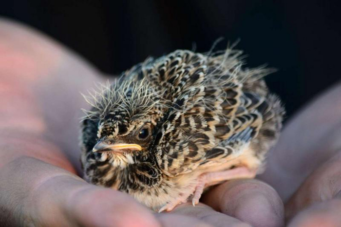 Надеюсь, этот большой двуногий хищник меня не съест, если я притворяюсь камнем.