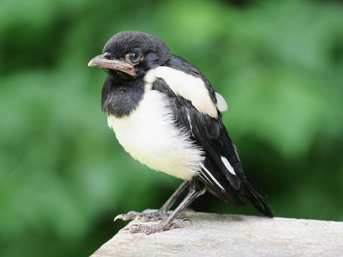 Когда ты вырос раньше всех в классе.