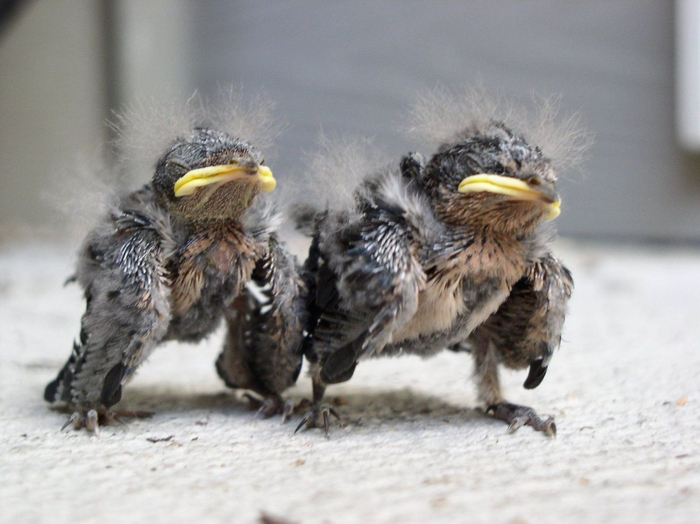 А вот такие крохи без помощи человека не выживут.