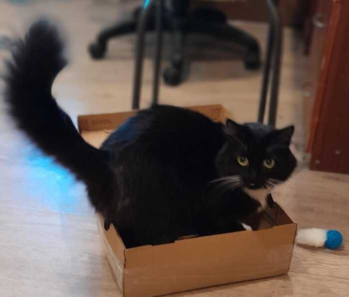 В процессе игры!! Сбылась мечта кота! У него есть новая коробка! И новая игрушка. Хвостом передает СПАСИБО И ПРИВЕТ!