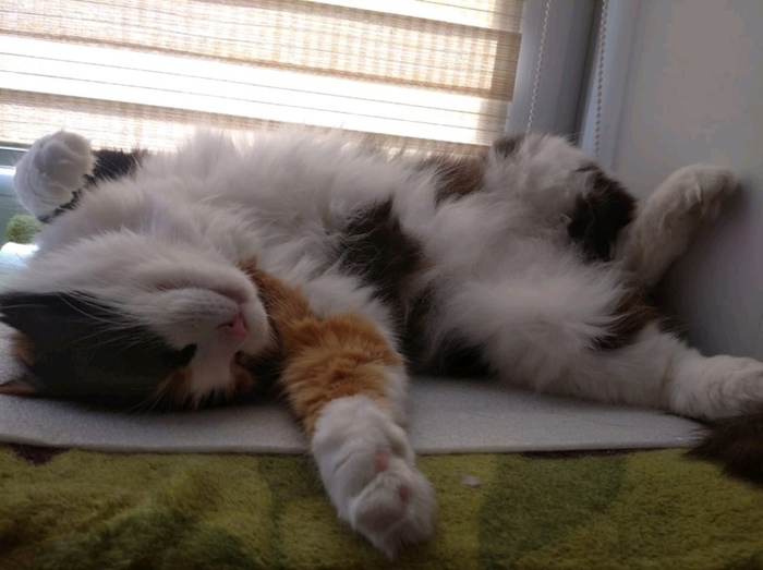 МРРРР-МЯУ! Было вкусно-у!