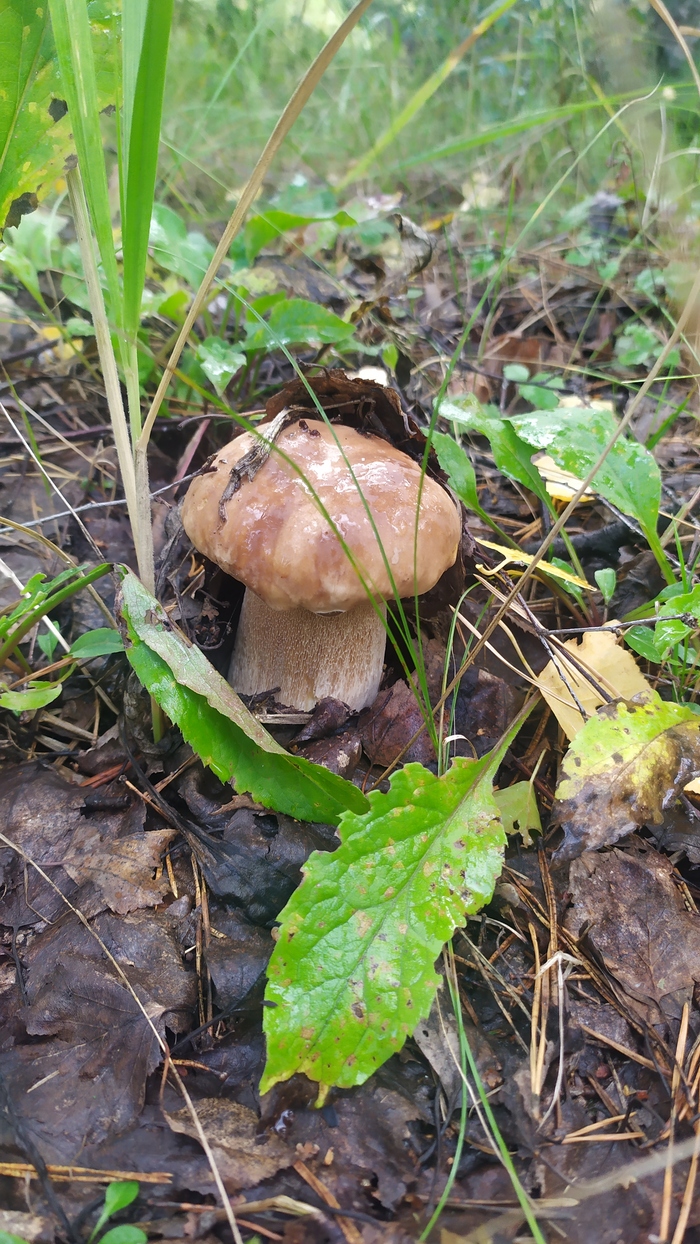 Эх, скорее бы!