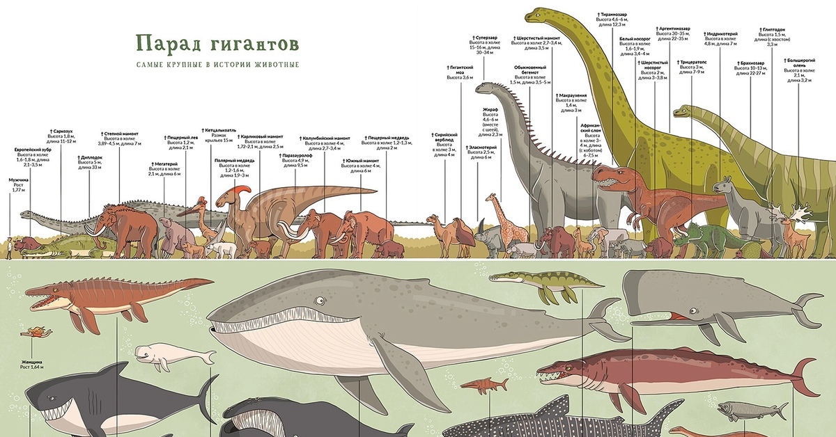 Самое крупное животное на земле. Олигоцен индрикотерий. Мегафауна кайнозоя. Самое большое животное за всю историю планеты. Сравнительные размеры динозавров и человека.